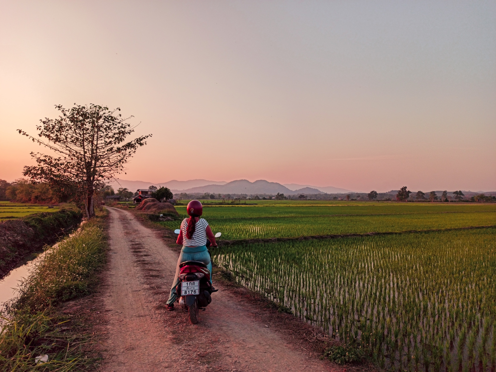 Atardecer entre arrozales en Chiang Rai