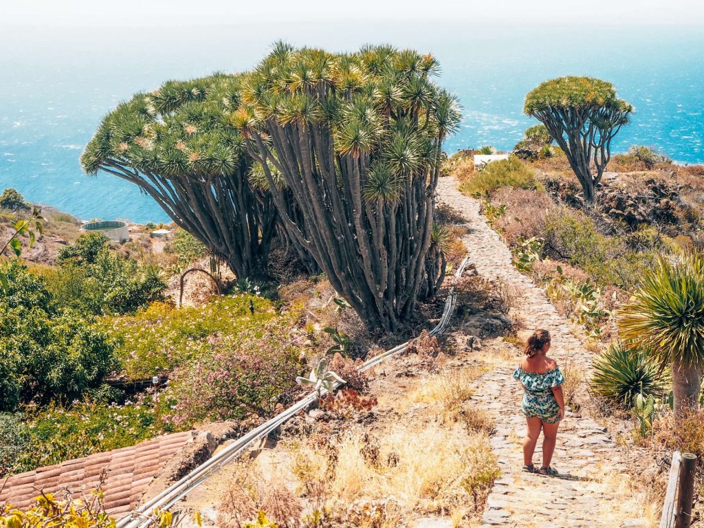 Paseo entre Dragos en las Tricias, La Palma