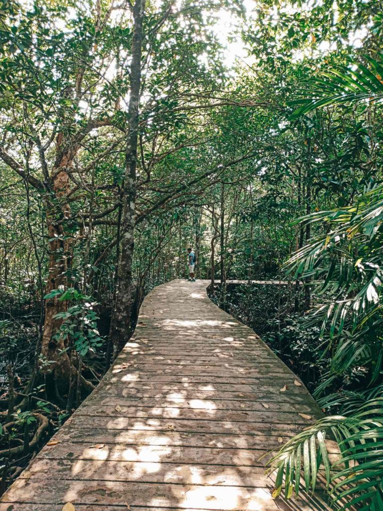 Tha Pom Klong Song Nam Nature Trail, un sendero precioso en Krabi