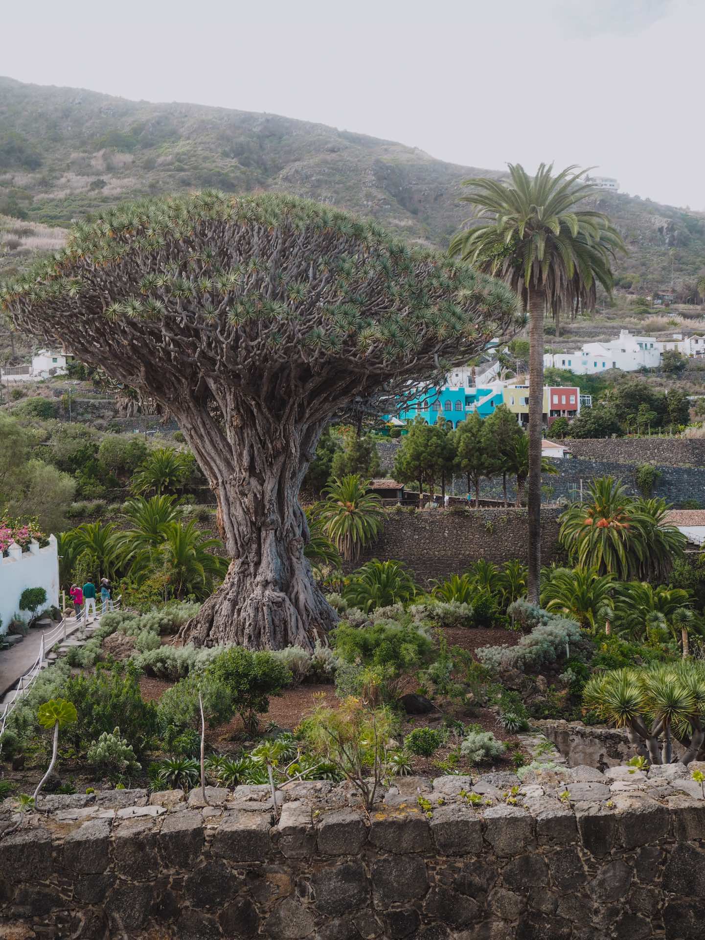 Drago milenario de Icod de los Vinos, un imprescindible que ver en Tenerife